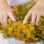 Senior woman handling dried flowers